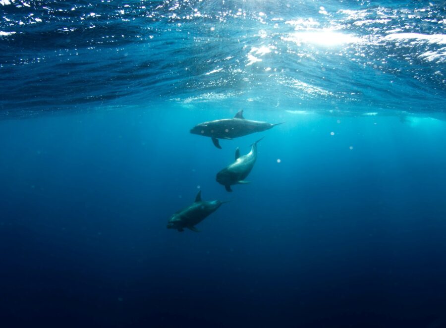 Diving experience - Dubrovnik Finest 