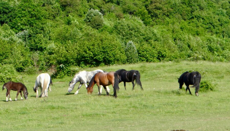 Horse riding experience - Dubrovnik Finest 