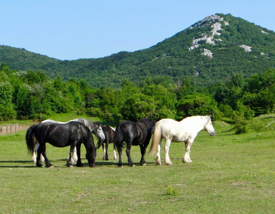 Horse riding experience - Dubrovnik Finest 